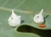 Paidiscura pallens